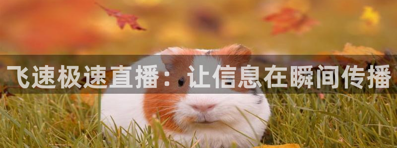 龙门nba直播：飞速极速直播：让信息在瞬间传播