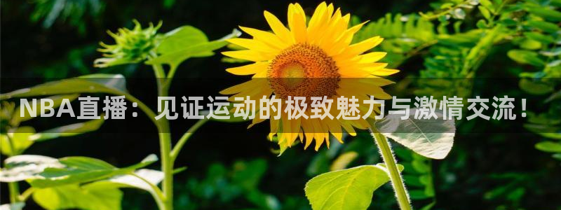 龙门镖局超清在线观看