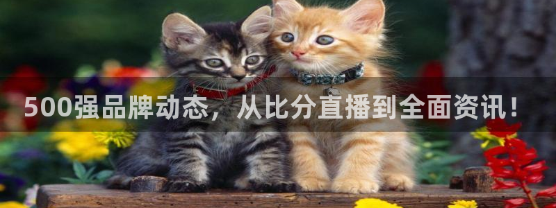 龙门体育直播：500强品牌动态，从比分直播到全面资讯！